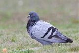 Rock Pigeon